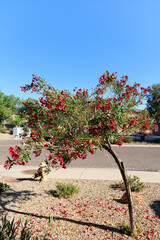 Arizona drought tolerant red Oleander blooming with soft red flowers in Spring