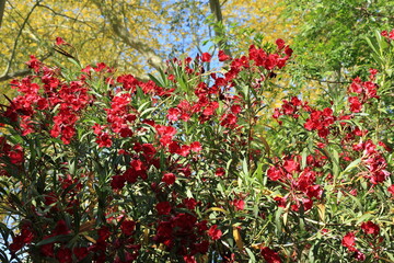 Closeup of Arizona drought tolerant red Oleander blooming with soft red flowers in Spring; copy space