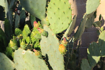 Bright bluish-green Prickly Pear cactus oval cladodes pads with flower-like buds surrounded by long smooth needles of sharp woody spines and tiny hairlike prickles called glochids in early spring