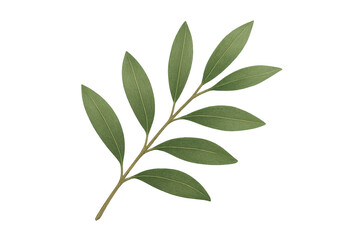 Fototapeta premium Green leaf plant branch with transparent background