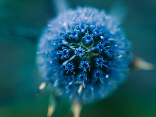 blue flower macro
