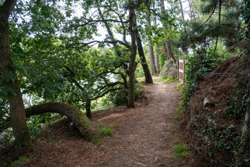A path through a forest with a sign on the right