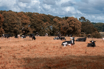 A herd of cows are grazing in a field