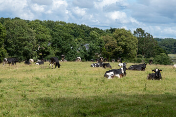 A herd of cows are grazing in a field