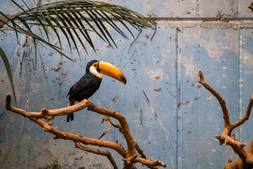 Toco Toucan Perched on Branch Indoors