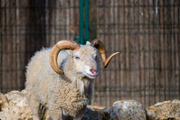 Curly Horned Ram Portrait on Farm