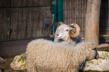 Curly Wool Sheep Resting With Horned Ram