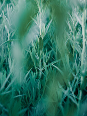 Obraz premium Plant foliage