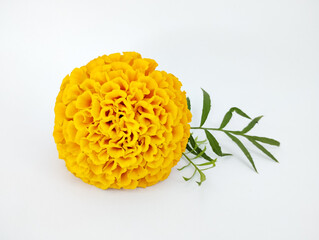 Orange Marigold Blossom Paired with Delicate Green Leaves