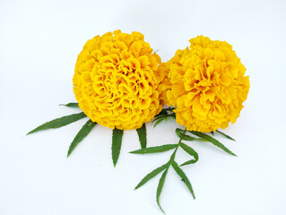 Lovely Pair of Orange Marigolds and Green Leaves