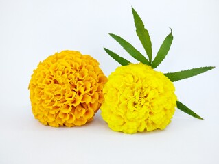 Beautiful Pair of Orange and Yellow Marigold Blooms