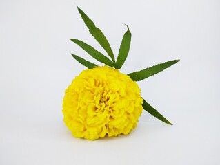 Bright Yellow Marigold with a Dark Green Leaf