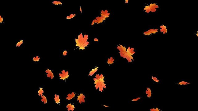 Abstract autumn maple leaves falling on black background. Seasonal motion effect for overlays video, animated leaf falling concept. 