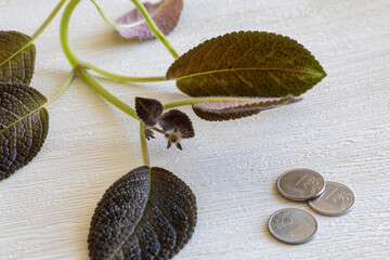 young small cuttings plant and cash coins on white table background. Superstitions about houseplants