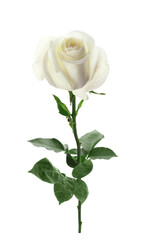 Beautiful rose with green leaves isolated on white