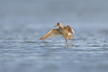 Action shot of a Common Redshank (Tringa totanus) preparing for flight over a tidal pool
