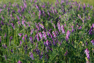 Obraz premium field pea plant with purple flowers