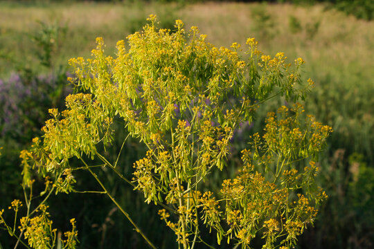 wild woad plant with yellow flowers

