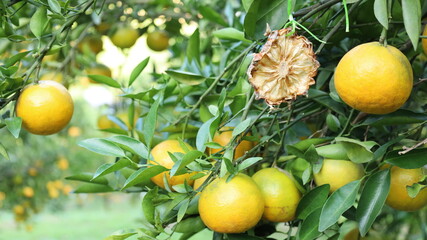 Pineapple hanging on an orange tree. Close up of pineapple fruit pieces hanging on orange tree to prevent insect damage. Orange fruit on green plant leaf background with selective focus.