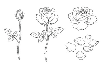 Hand drawn sketch of rose flower stem leaf and petals vector illustration line art drawing.