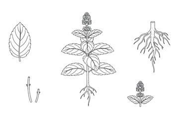 Hand drawn sketch of mint plant stem leaf and roots vector illustration line art drawing. © GoDesigner