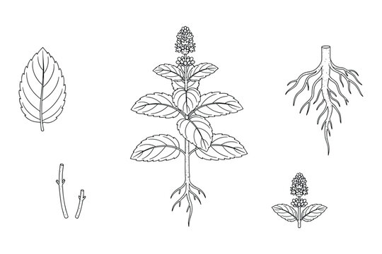 Hand drawn sketch of mint plant stem leaf and roots vector illustration line art drawing.