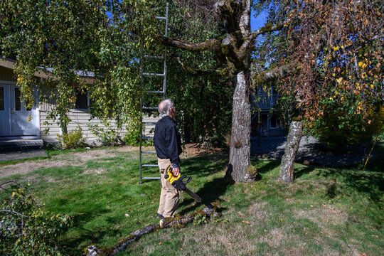 Senior caucasian man with battery powered chainsaw assessing an old birch tree with damaged branches in front yard, homeowner landscaping maintenance on a sunny fall day
