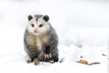 Opossums in winter