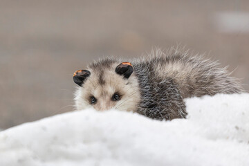 Opossums in winter