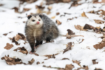 Opossums in winter
