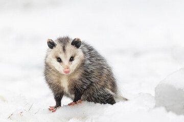 Opossums in winter