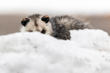 Opossums in winter