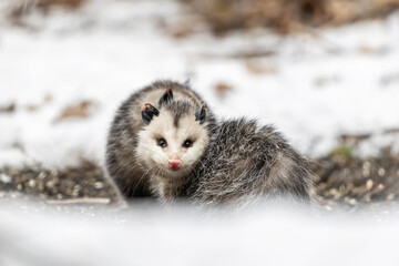 Opossums in winter