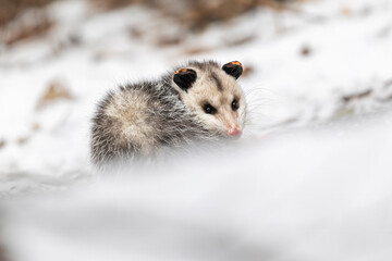 Opossums in winter