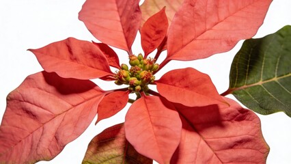 Close up view of a poinsettia flower with pure white background showing clean petals and details of the bloom