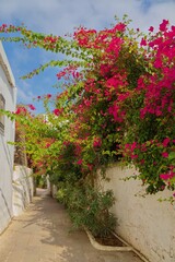 Purple bougainvillea in a narrow street in Bodrum, Turkey