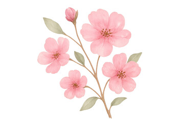 Delicate pink cherry blossoms branch watercolor