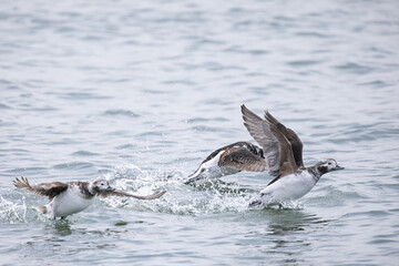 Naklejka premium Three Long-Tailed Ducks Taking Flight Over Water