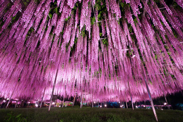 あしかがフラワーパーク　大藤のライトアップ