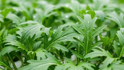Obraz premium Close up of fresh leafy green herbs in garden.