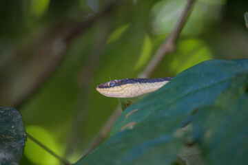 Painted Bronzeback Snake (Dendrelaphis pictus) Hiding in Tropical Green Foliage