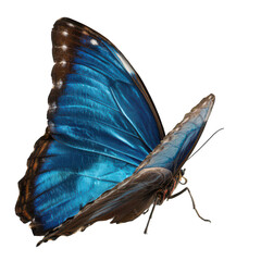 beautiful blue butterfly with open wings on a white background