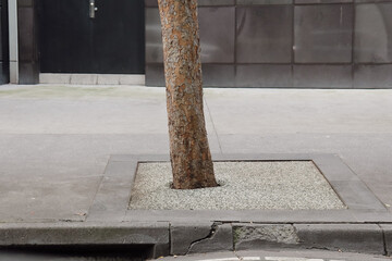 tree trunk of tree growing surrounded by concrete city footpath