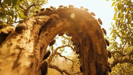 A large swarm of cicadas covering an ancient, sun-baked tree trunk amidst lush green foliage
