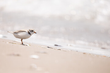 Piping Plover Standing on a Beach