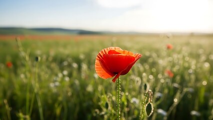 Vibrant red poppy blooming in a sunlit field of green grass and wildflowers.