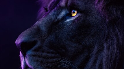 A regal lion, its profile bathed in purple and blue, showcases its intense gaze. The focused golden eye dominates the frame, exuding power and majesty