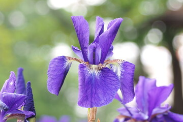 植物　公園　紫の花