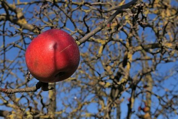 Single red winter apple still holding on naked apple tree branch, blue skies in background. 