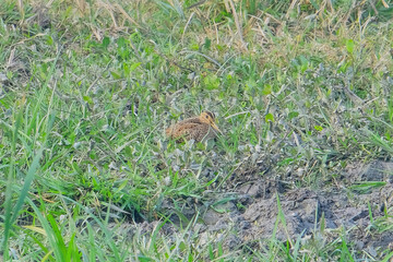 Common Snipe